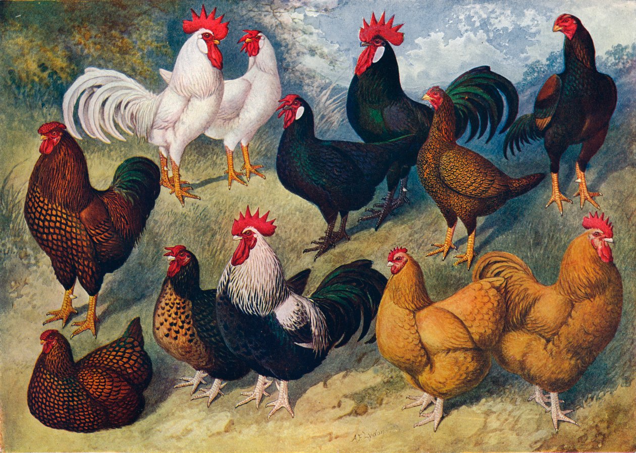 家禽の品種、c1903 c1910 作： アレクサンダー・フランシス・ライドン
