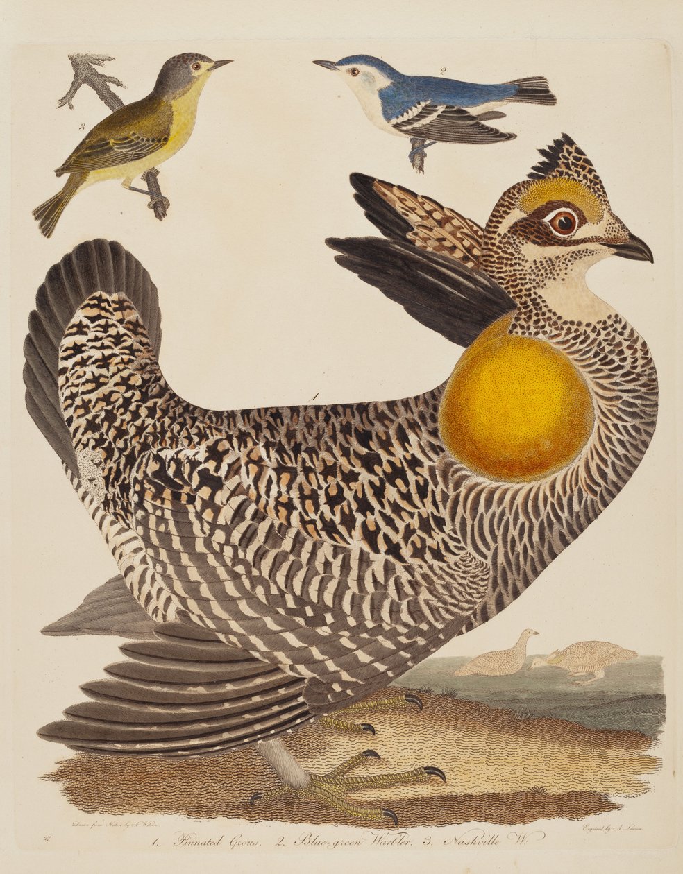 Pinnated Grous、Blue-green Warbler、および Nashville Warbler は、1808 年から 1814 年に出版されました。 作： アレクサンダーローソン