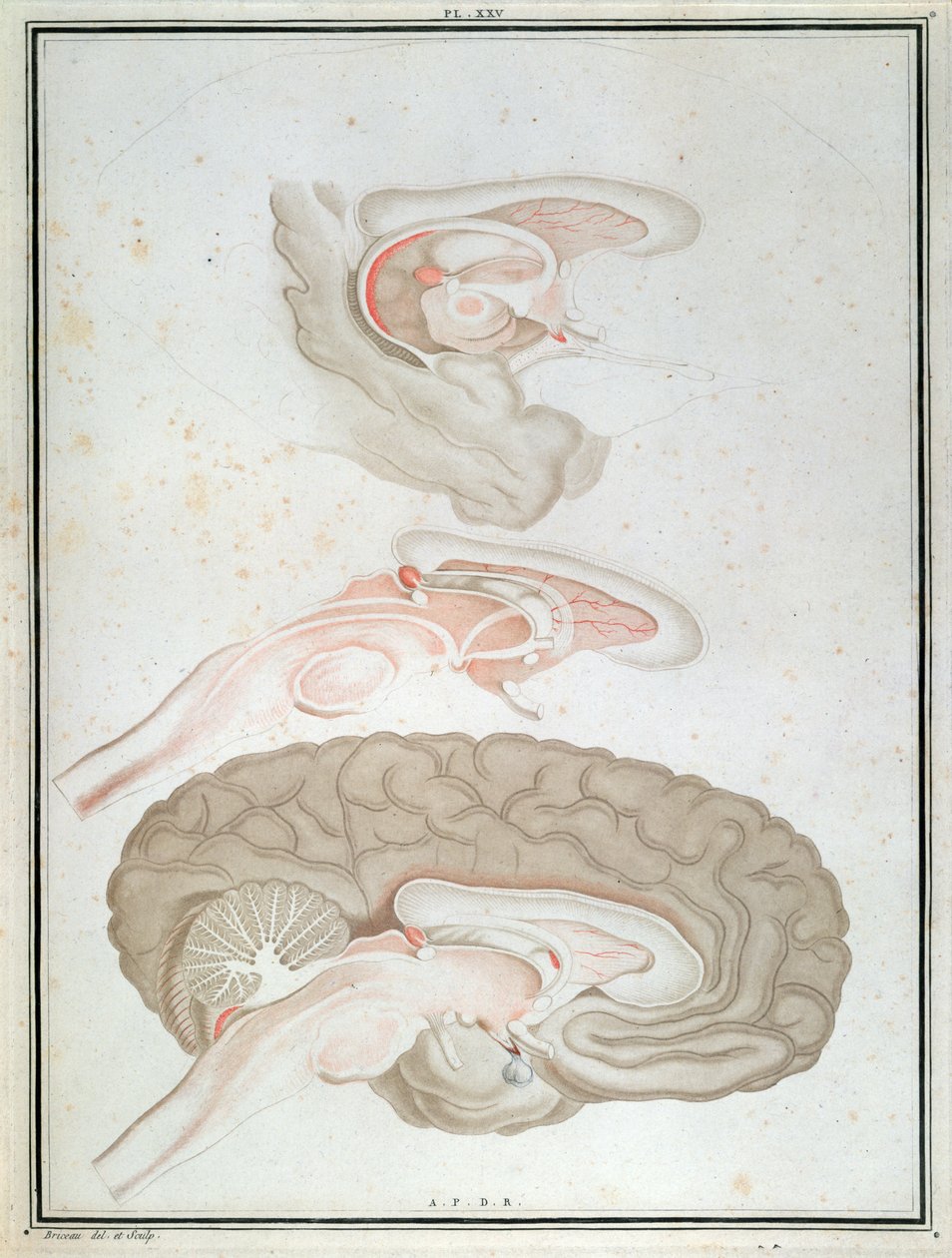 脳の断面、Felix Vicq d&39;Azyr（1748-94）1786の「Traite d&39;Anatomie et de Physiologie」より 作： アレクサンドル・ブリコー