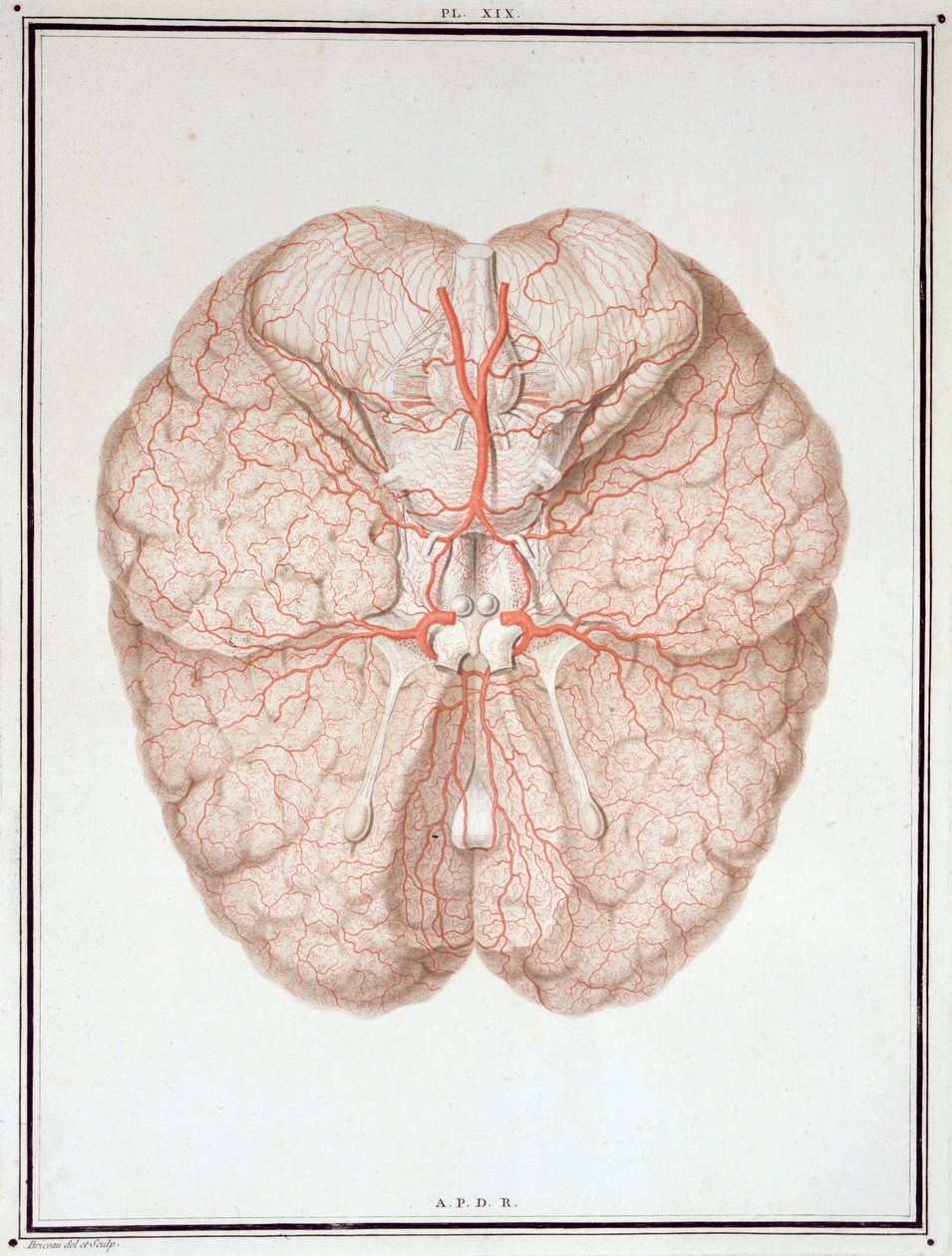 脳、「Traite d&39;Anatomie de Cerveau」、Felix Vicq d&39;Azyr（1748-94）1786 作： アレクサンドル・ブリコー