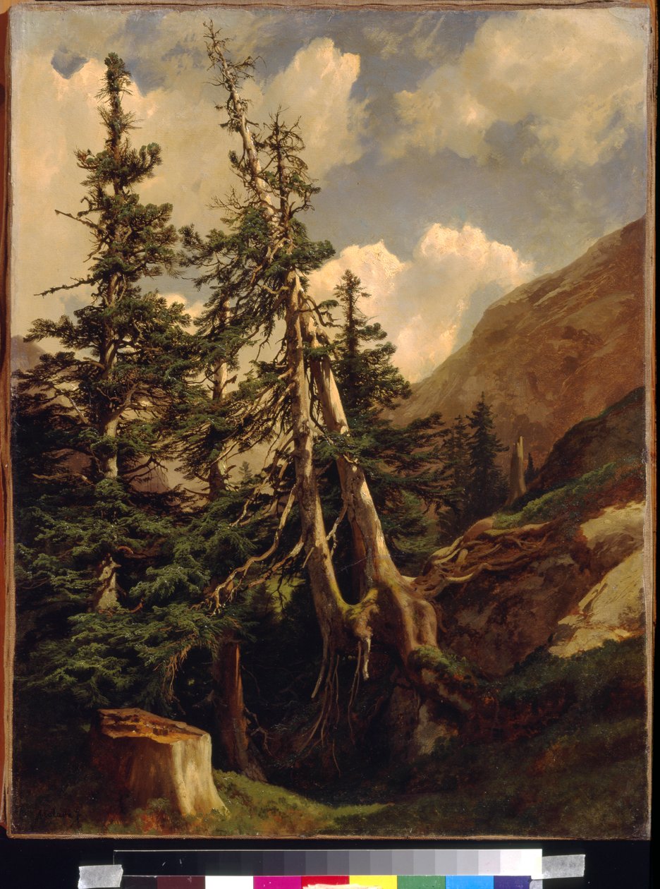 Calame, Alexandre (1810-1864)の「山の中のモミ」。キャンバスに油彩、サイズ：68,5x53。モスクワ、国立A.プーシキン美術館 作： アレクサンドル・カラメ