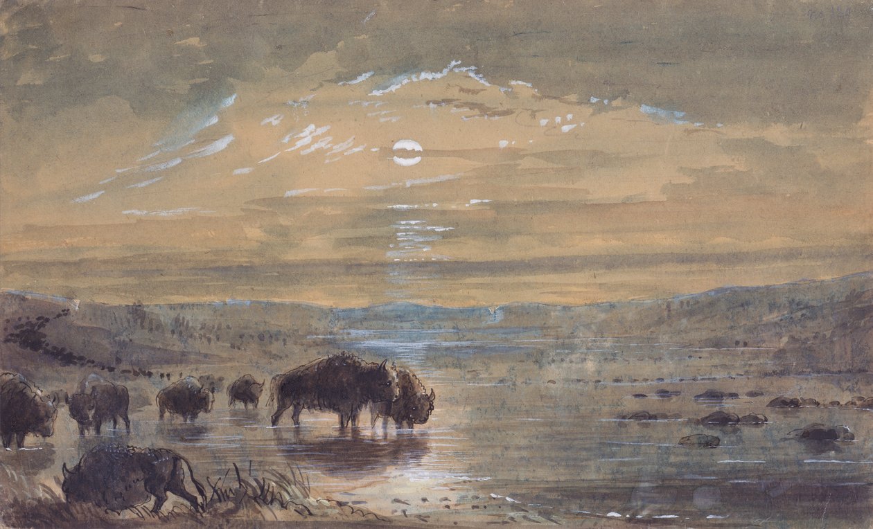 夜景、大草原のバッファロー、1837年頃（紙に水彩） 作： アルフレッドジェイコブミラー