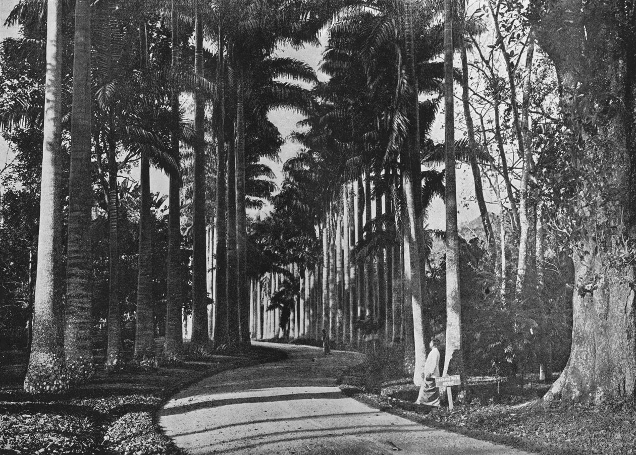 ペラデニヤ庭園のキャベツヤシ、c1890、1910 作： アルフレッドウィリアムアマンダスプレート