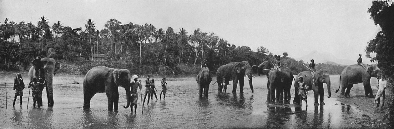 キャンディー。寺院の水浴の神聖な象、c1890、1910 作： アルフレッドウィリアムアマンダスプレート
