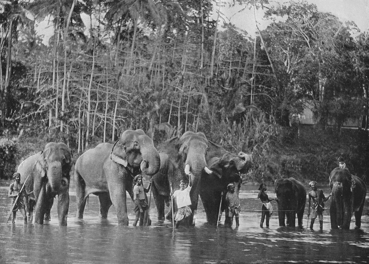 カトゥガストタのマハウェリガンガで入浴する神聖な象、c1890、1910 作： アルフレッドウィリアムアマンダスプレート