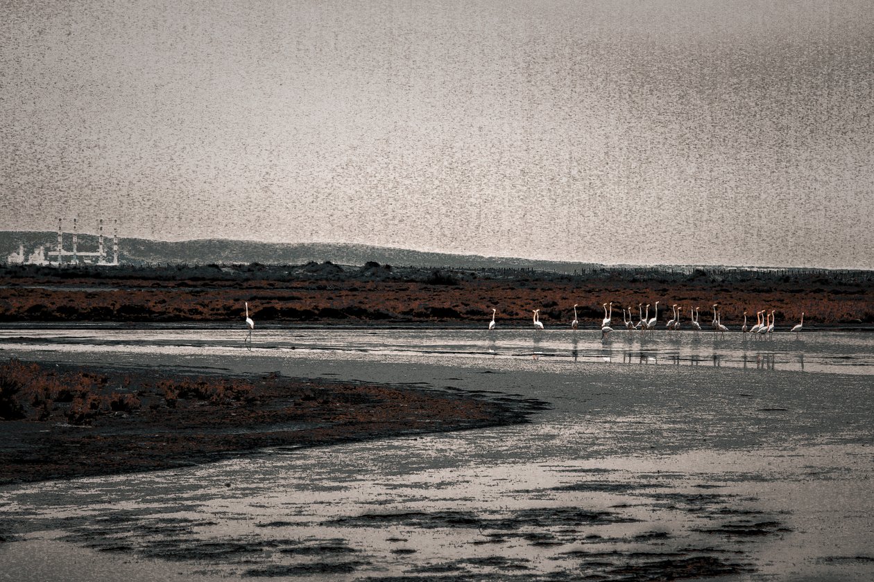 信徒会、シリーズ「Camargue Flamingos」より、2017年（手で塗り直した写真） 作： アリス・ガー・アリア
