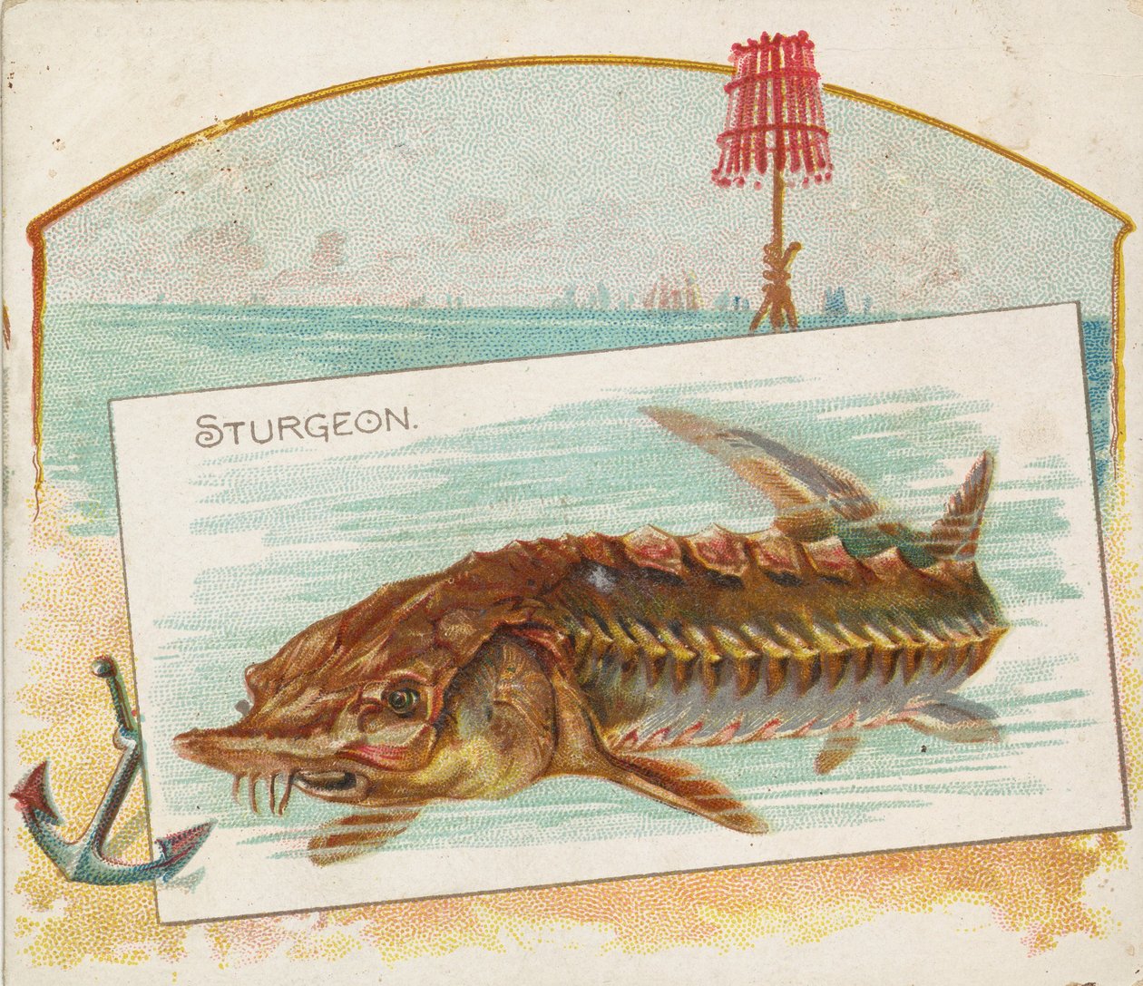 チョウザメ、フィッシュ フロム アメリカン ウォーターズ シリーズ N39 for Allen & Ginter Cigarettes、1889 年。 作： アレンとジンター