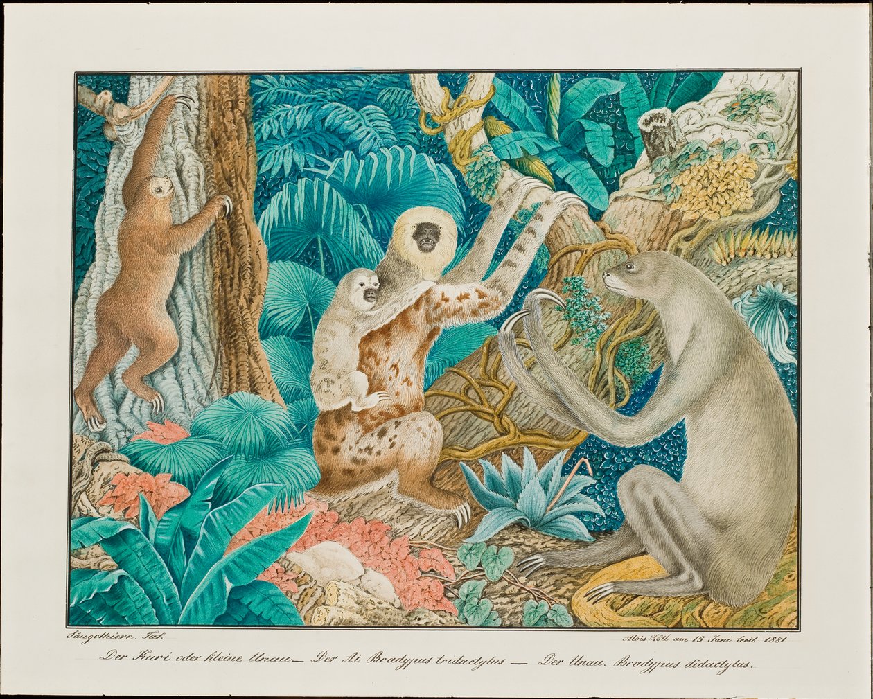 ナマケモノ、1881 作： アロイス・ツェトル