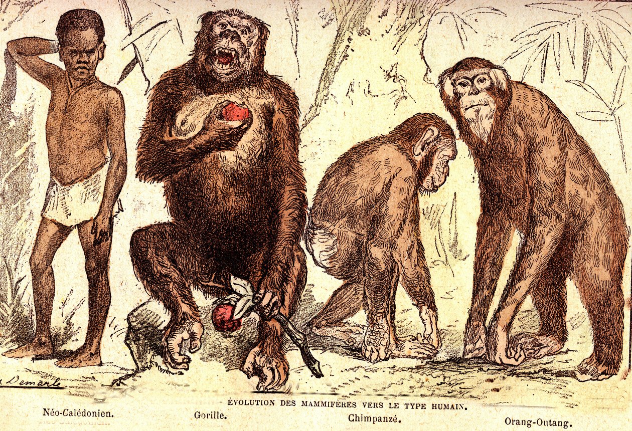 哺乳類のヒト型への進化：自然創造と生物（De Jules Rengade）。A.デマール作画。1885 作： アルフォンス・デマール