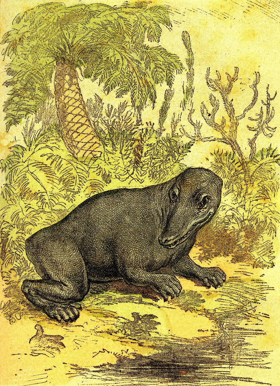 ラビリントドンテ（水陸両用）：石炭紀の水陸両用。自然創造と生物。A・デマール 1885年 作： アルフォンス・デマール