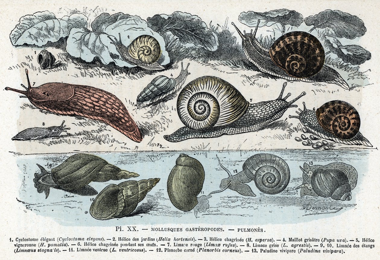 Carta Zoológica; moluscos gastrópodes, pulmões (cyclostoma, hélice de jardins e tristeza, lesma vermelha, lesma cinzenta, limnee, planorb, paludine...) (Placa zoológica: moluscos gastrópodes como Slug, cyclostoma, planorb, limnea) Gravura de “” L