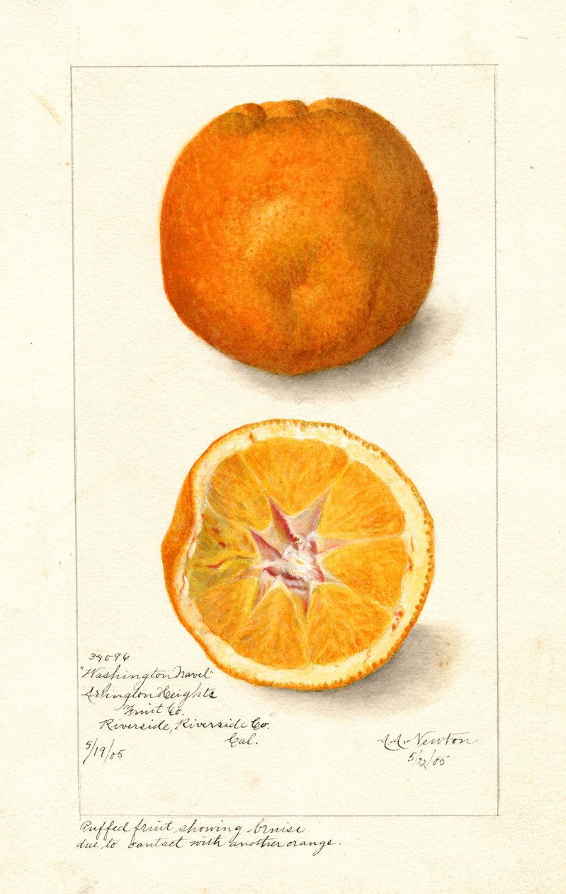 ワシントン・ネーブル・オレンジ ( Citrus sinensis ) （水彩画） 作： アマンダ・アルミラ・ニュートン