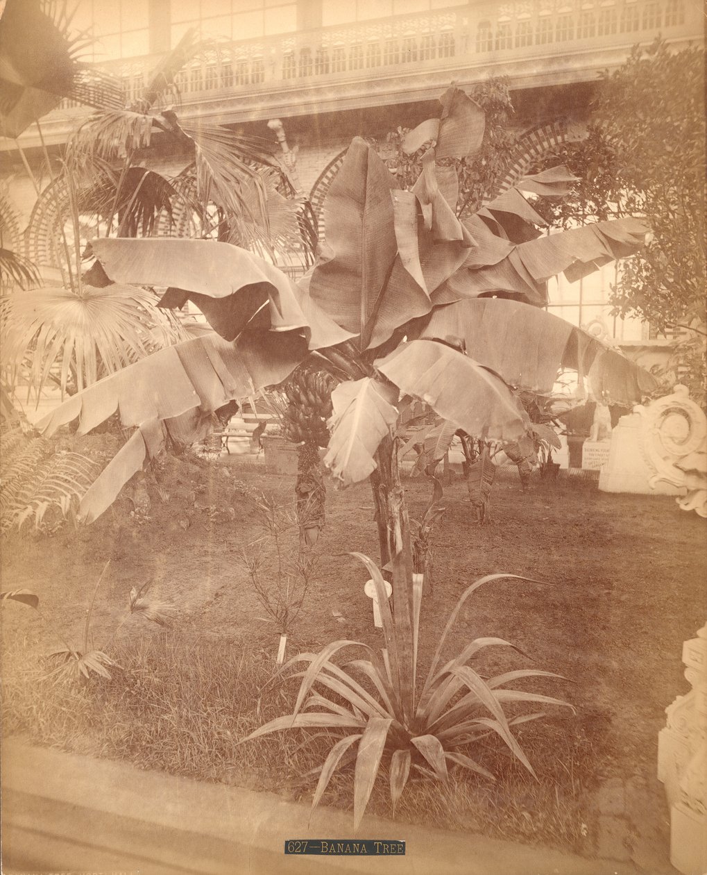 バナナの木、ペンシルベニア州百周年展、1876年（銀の卵白プリント） 作： アメリカの写真家