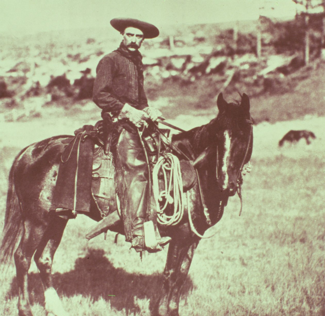 モンタナカウボーイ、1880年頃 作： アメリカの写真家