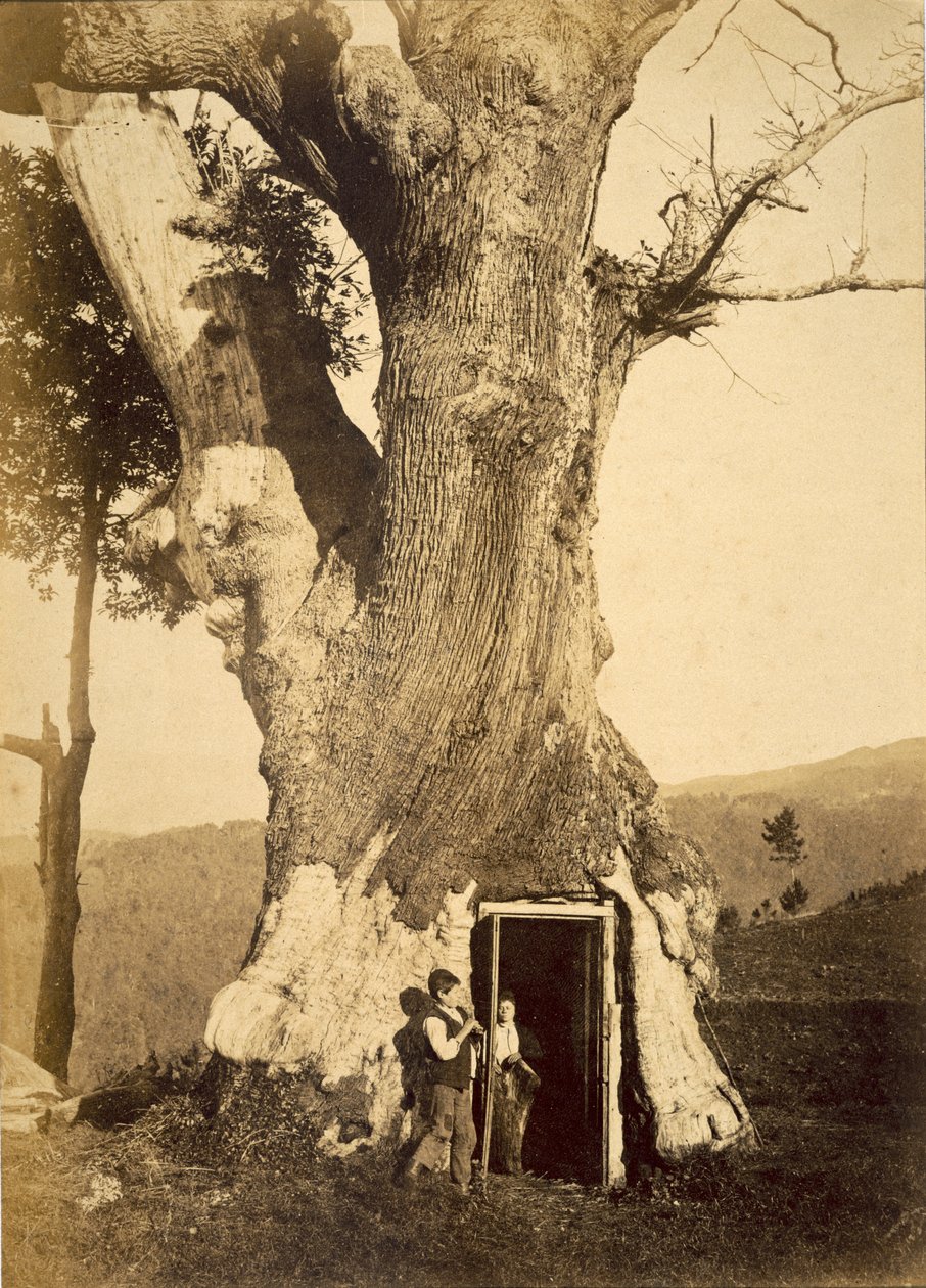 樹上の家の戸口にいる2人の少年、1870年から80年頃 作： アメリカの写真家