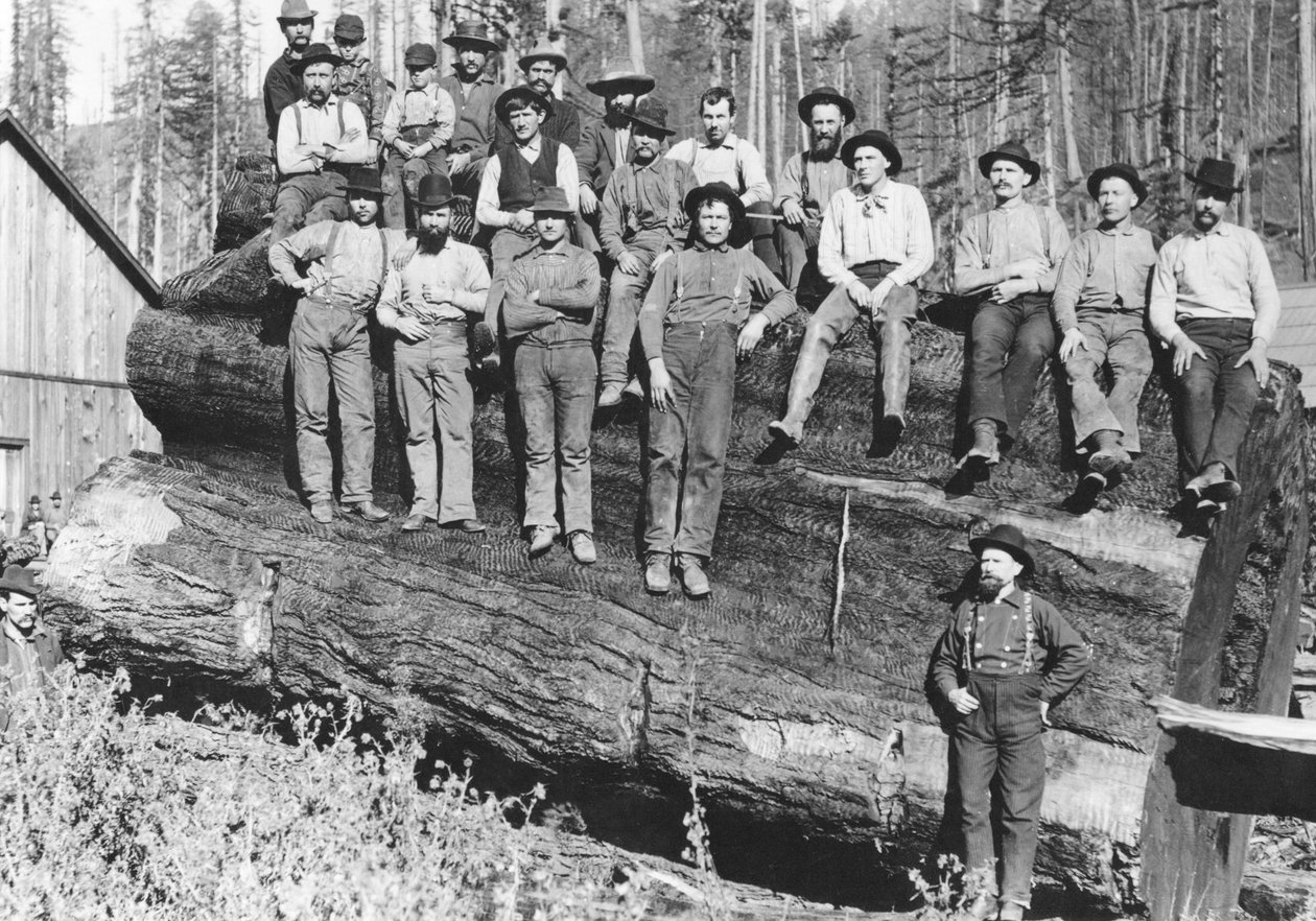 カリフォルニアのウッドカッター、1891年 作： アメリカの写真家