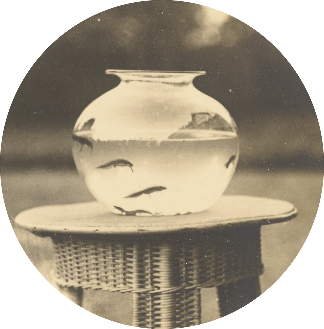 無題（フィッシュボウル）,c.1888年（写真） 作： アメリカの写真家