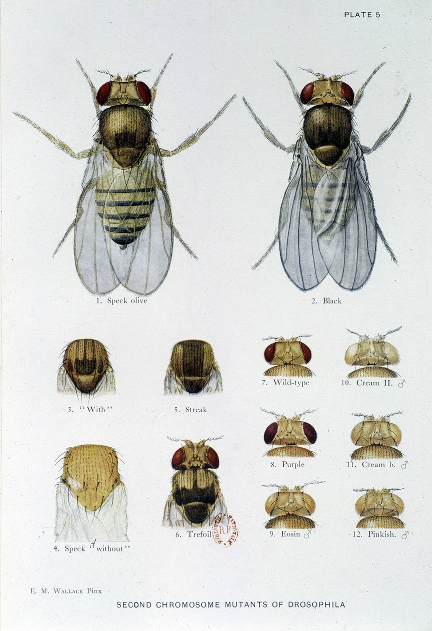 Abeilles - 「Drosophila melanogasterの遺伝学への貢献」において、Thomas H. Morgan 作： アメリカの学校