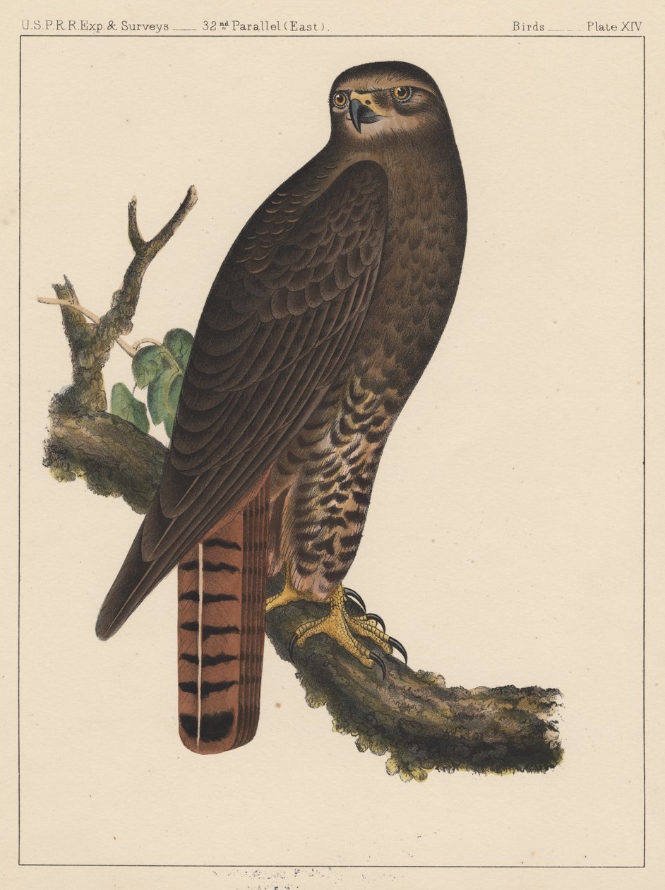 鳥、プレートXIV、1855 作： アメリカの学校