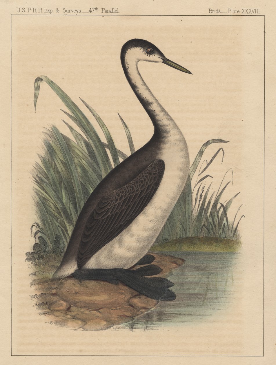 鳥、プレートXXXVIII、1855 作： アメリカの学校