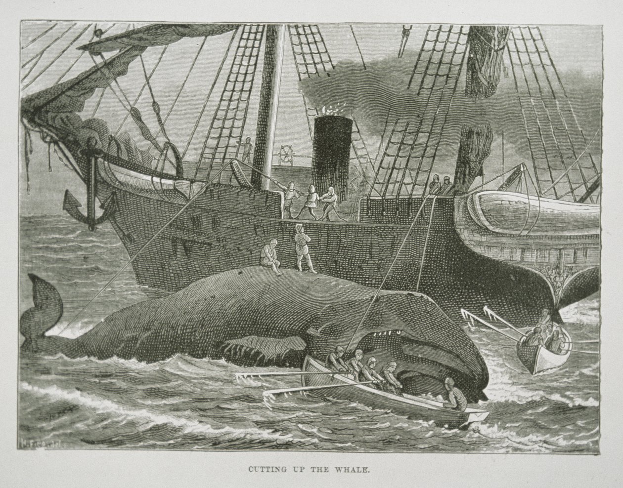 クジラの解体（『The American Whale Fishery』（1850年頃）より）（エングレーヴィング 作： アメリカの学校