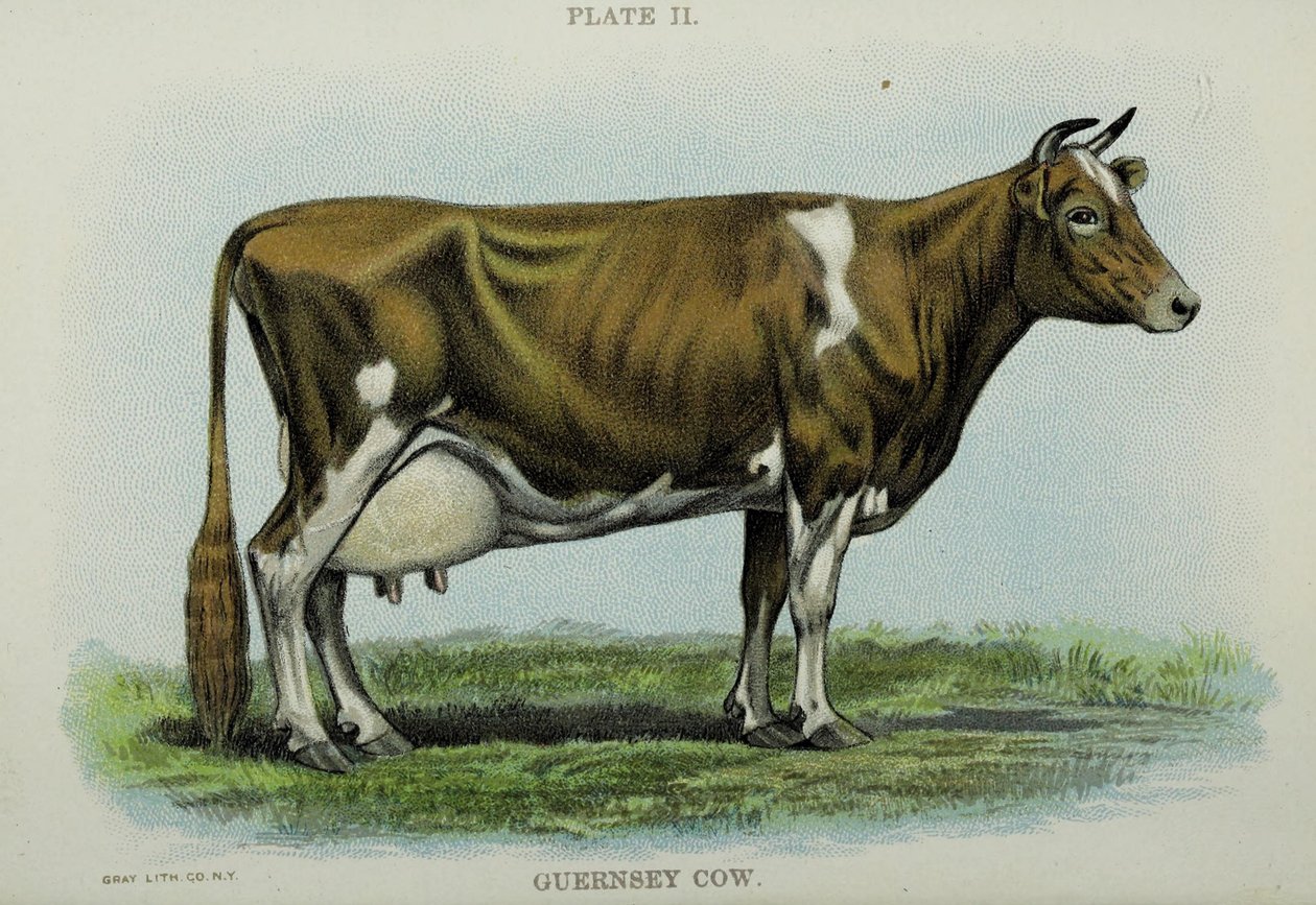ガーンジー牛（Jacob Biggle著「Biggle Cow Book」より 作： アメリカの学校