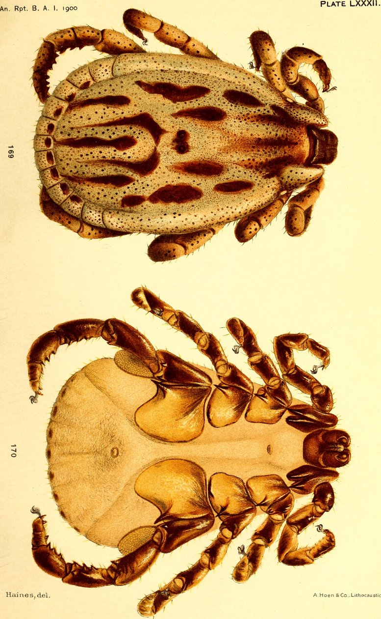 Dermacentor reticulatusのオス。"Cattle ticks (Ixodoidea) of the United States "のイラスト。 作： アメリカの学校