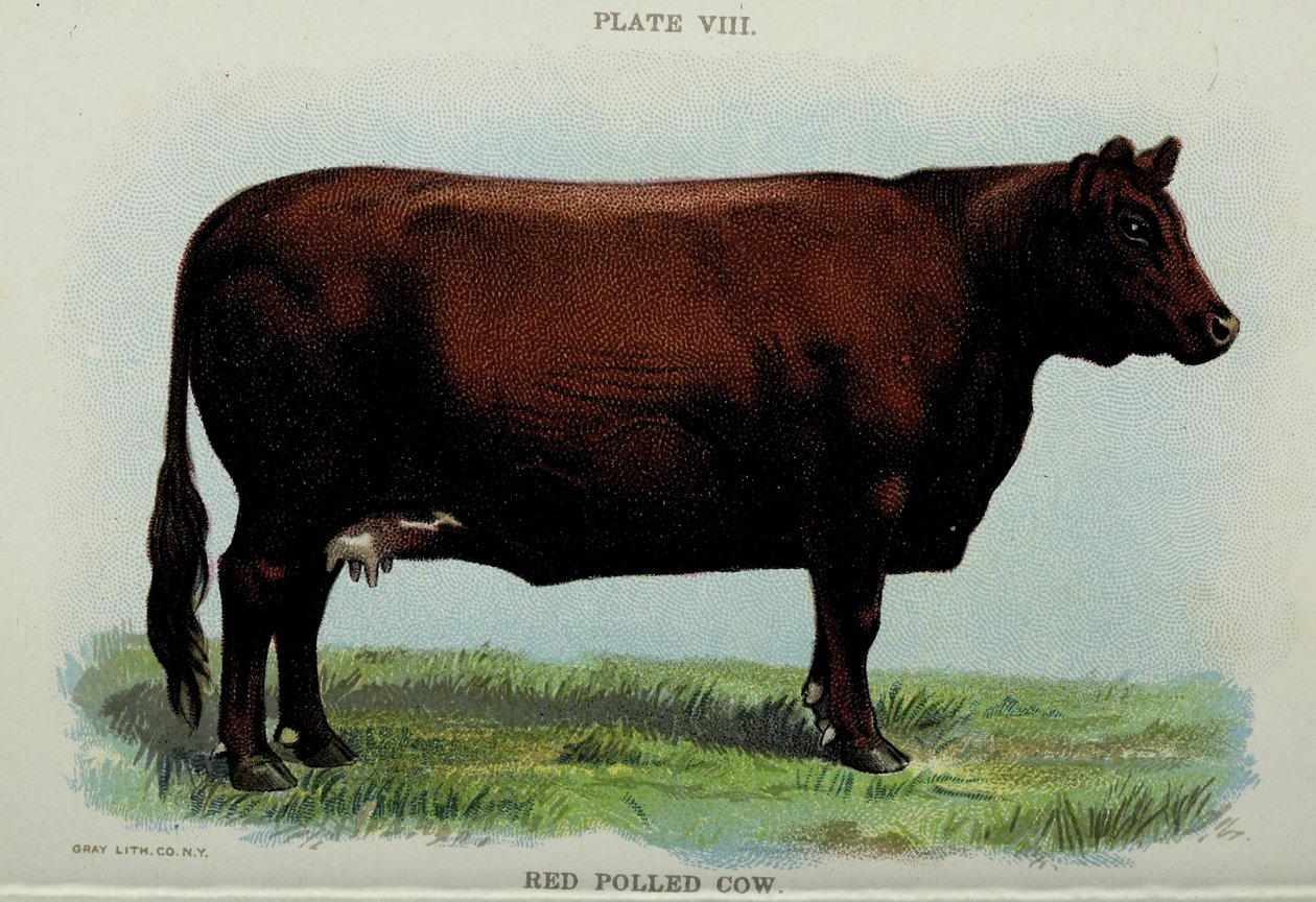 赤い無角牛、Jacob Biggleの「BIGGLE COW BOOK」より 作： アメリカの学校