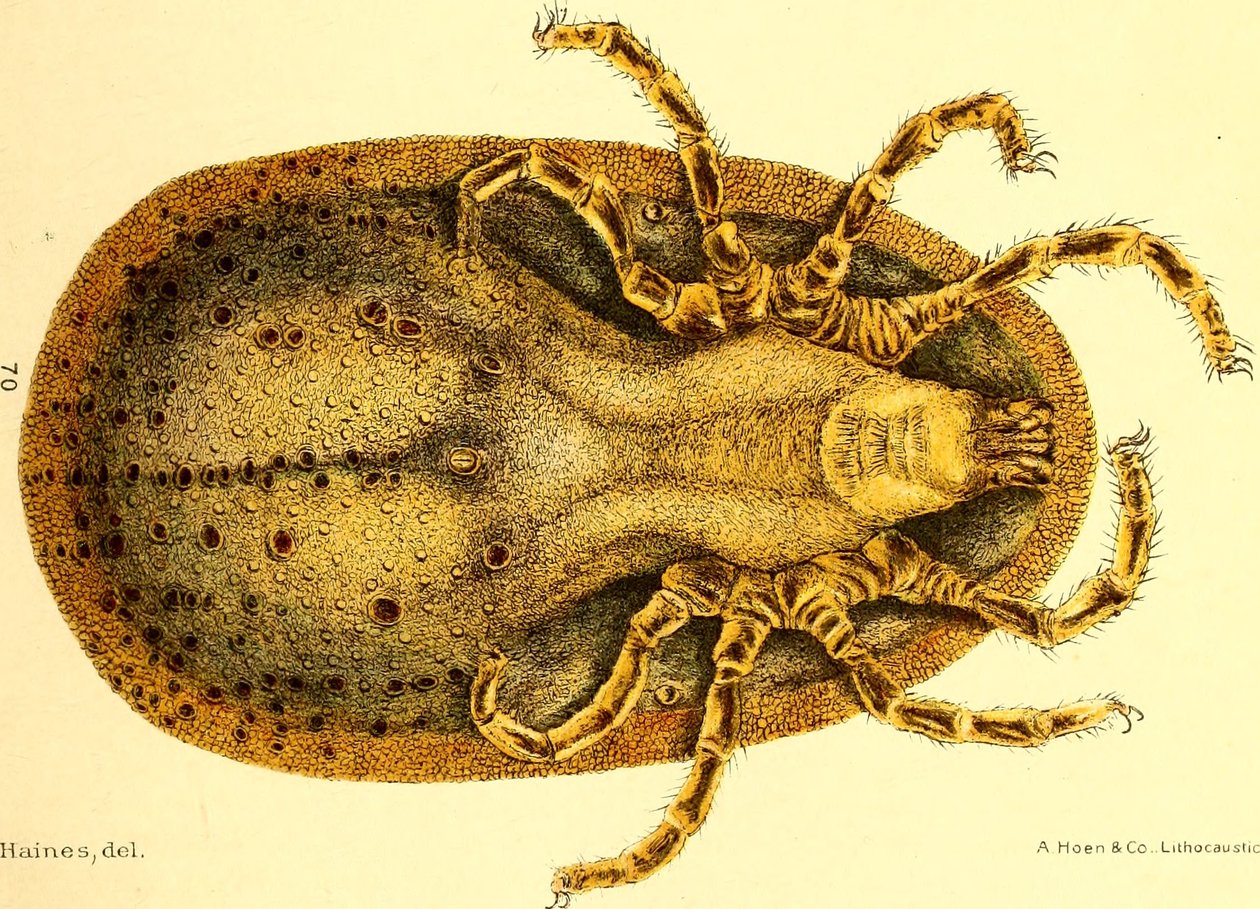 Argus Miniatusの腹面図。D. E. SalmonとCharles Wardellによる「Cattle ticks (Ixodoidea) of the United States」からのイラスト。 作： アメリカの学校