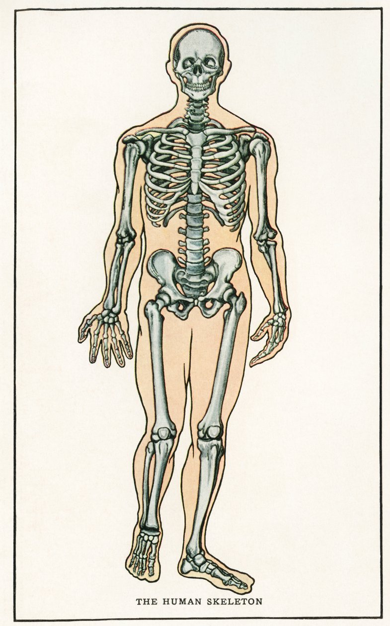 ヴィンテージ人体骨格版画 作： アメリカの学校