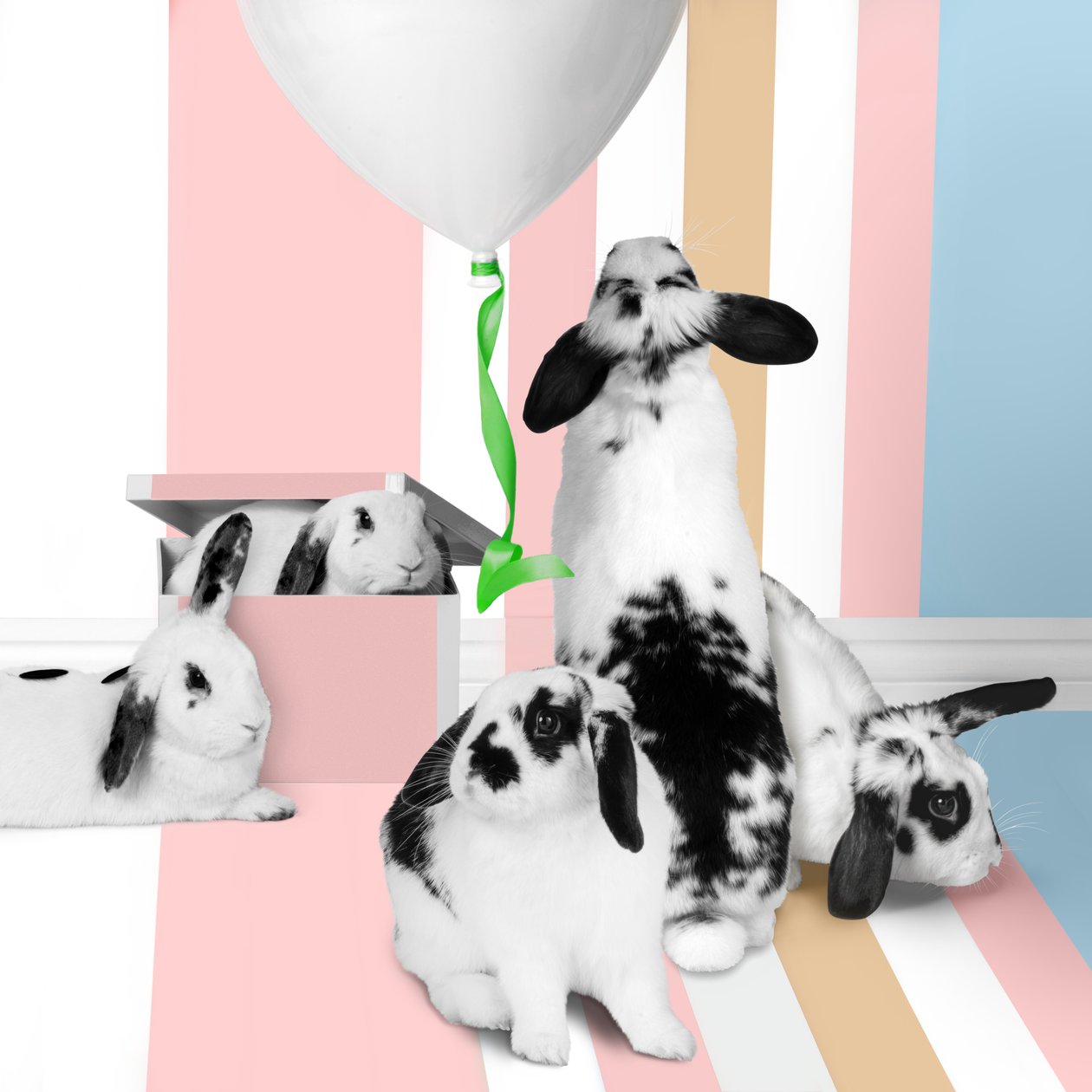 バニーズ 2018年01日（撮影） 作： 