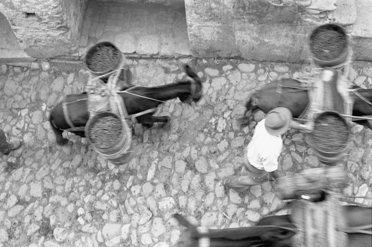 ASSES TRANSPORT グレープ、メリッサ 作： 