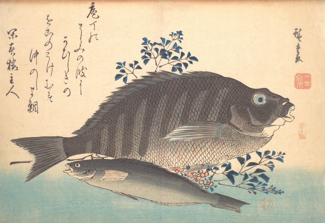 シマダイとアイナメの魚, シリーズ魚づくしのさまざまな魚, 1840s., 1840s. 作： 安藤広重