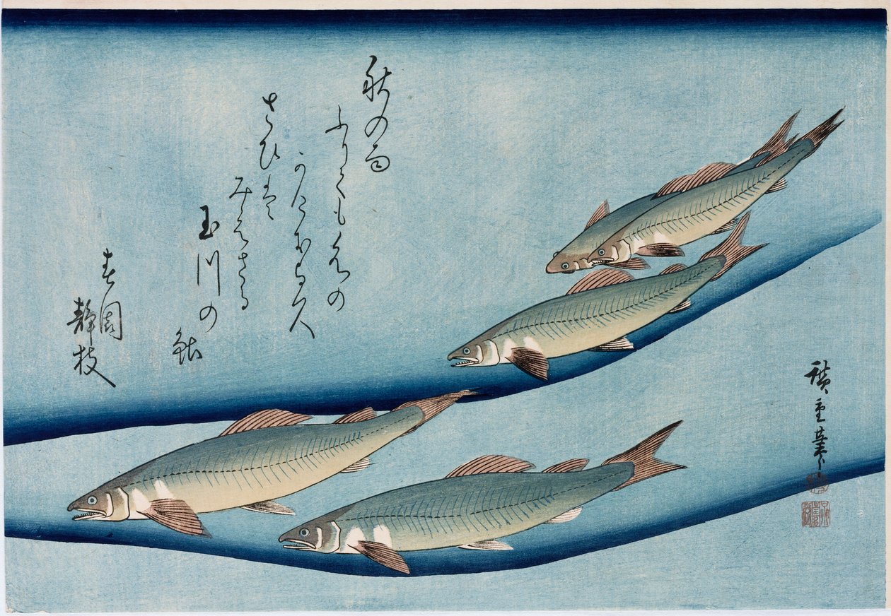Rivertrout」、「魚のコレクション」シリーズから 作： 安藤または歌川広重
