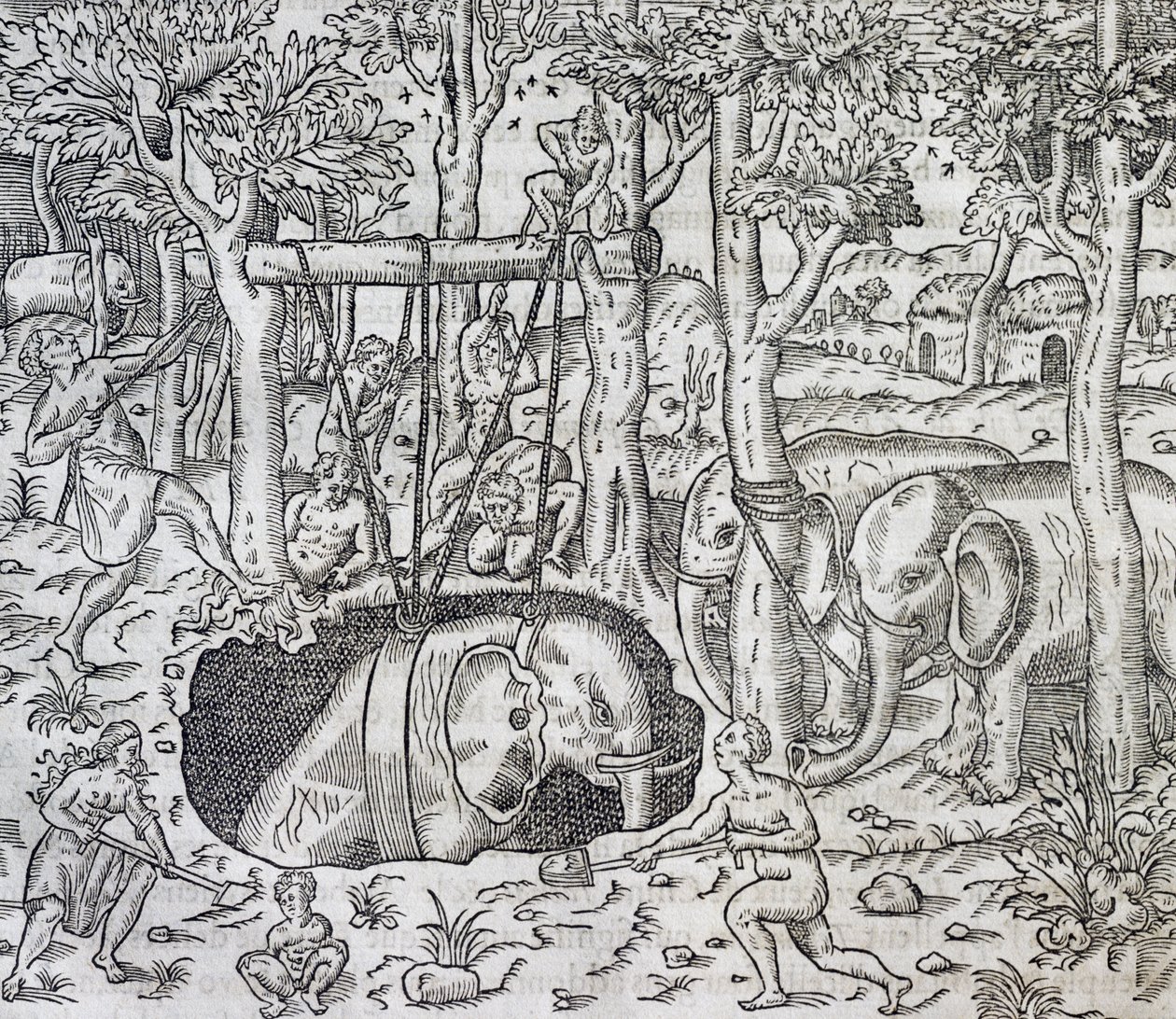 ジャワ島での象狩り、アンドレ・テヴェ（1504-1592）の『万国宇宙論』の版画、パリ 作： アンドレ・テベ