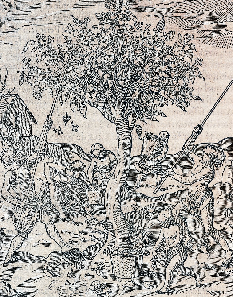 ジャワ島での胡椒の収穫、アンドレ・テヴェ（1504-1592）の『万国宇宙論』からの版画、パリ 作： アンドレ・テベ