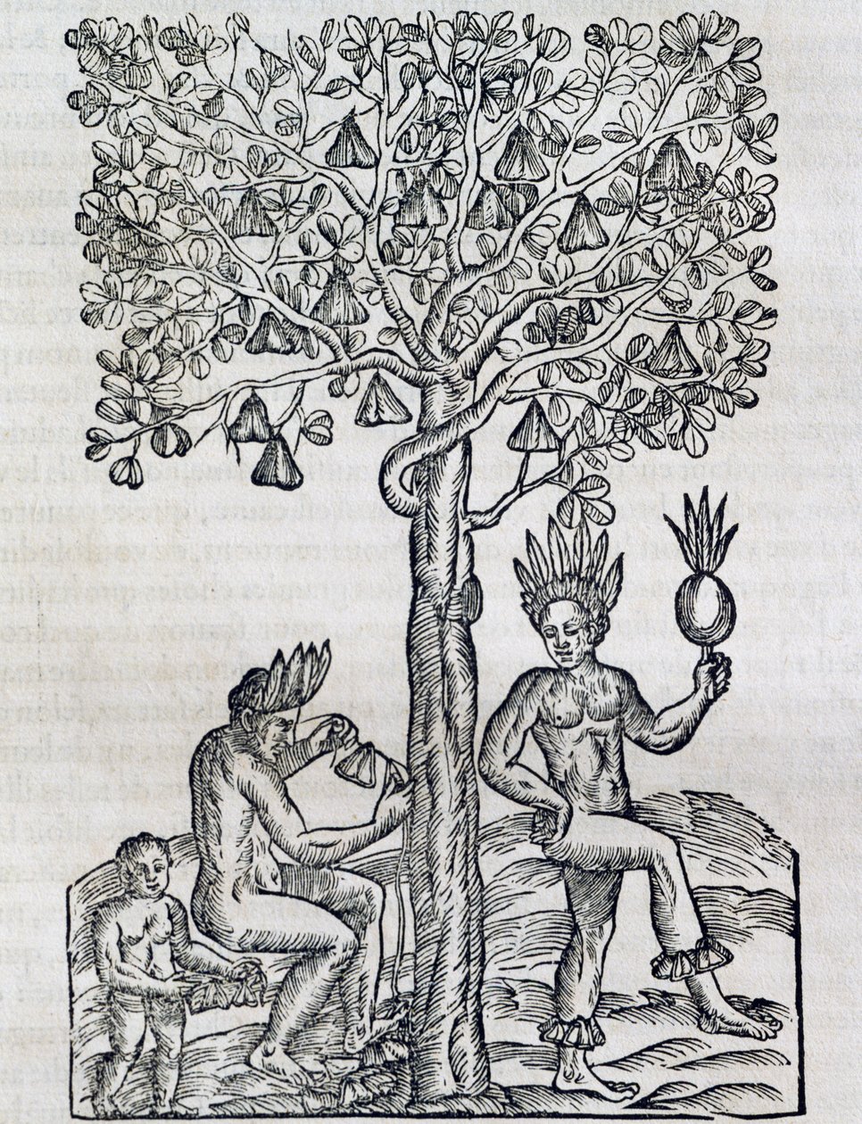 熱帯の薬用植物であるナナの実、アンドレ・テベ（1504-1592）の「万国宇宙論」の版画、パリ 作： アンドレ・テベ