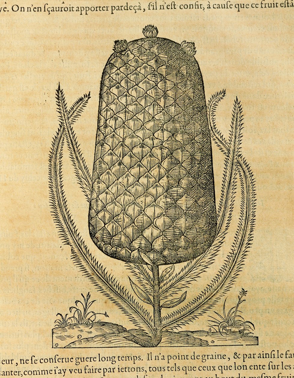 パイナップル（ananas comosus）、アンドレ・テベの版画 作： アンドレ・テベ