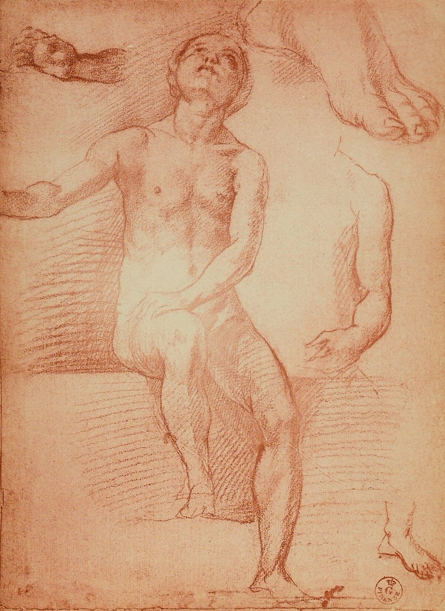 アンドレア・デル・サルトが描いた裸体図と人間の手足の研究。内閣描画と版画、ウフィツィ美術館、フィレンツェ 作： アンドレア・デル・サルト