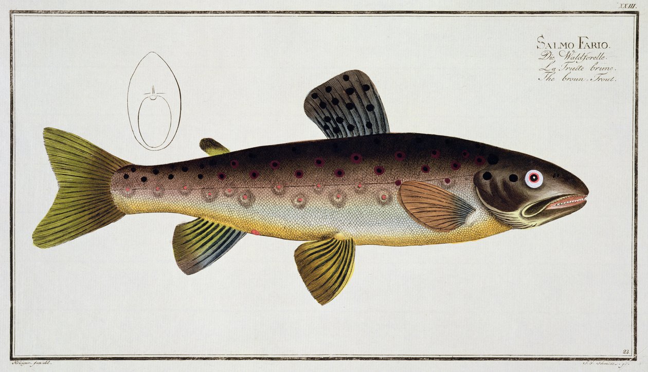 ブラウントラウト（サルモイスアストリス）プレートXXIII（魚類学、または魚の一般的および特定の自然史）、Marcus Elieser Bloch（1723-99）、Gabriel Bodenehr（1673-1766）により彫刻、 作： アンドリュー・ルートヴィヒ・クルーガー