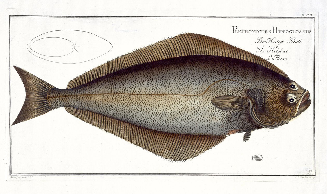 FGシュミットによって刻まれた、マーカスエリザーブロック（1723-99）による「魚類学、または魚の一般的および特定の自然史」からのオヒョウ（ヒョウタンバエ）プレートXLVII、公開 作： アンドリュー・ルートヴィヒ・クルーガー