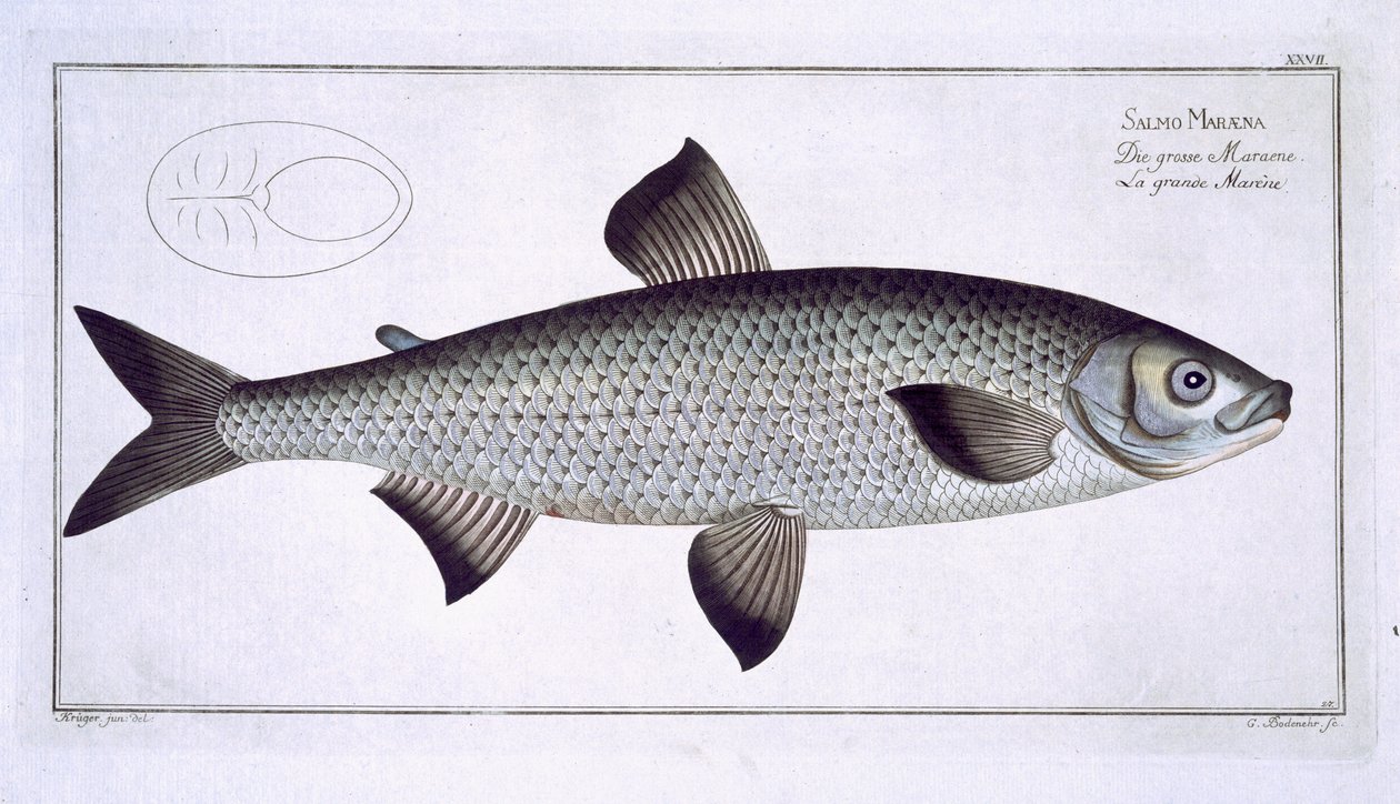 サーカス（サルモマラエナ）プレートXXVII「魚類学、または魚の一般的および特定の自然史」、Marcus Elieser Bloch（1723-99）、Gabriel Bodenehr（1673-1766）により彫刻、出版 作： アンドリュー・ルートヴィヒ・クルーガー