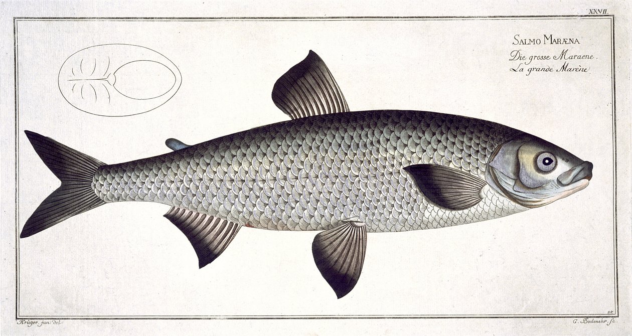 サーカス（サルモマラエナ）プレートXXVII「魚類学、または魚の一般的および特定の自然史」、Marcus Elieser Bloch（1723-99）、Gabriel Bodenehr（1673-1766）により彫刻、出版 作： アンドリュー・ルートヴィヒ・クルーガー