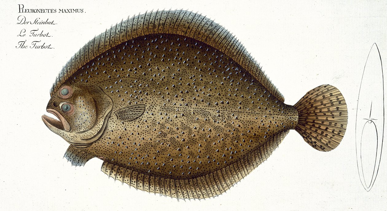Marbot Elieser Bloch（1723-99）による「魚類学、または魚の一般的および特定の自然史」からのターボット（Pleuronectes Maximus）プレートXLIX、c.1785-99発行 作： アンドリュー・ルートヴィヒ・クルーガー
