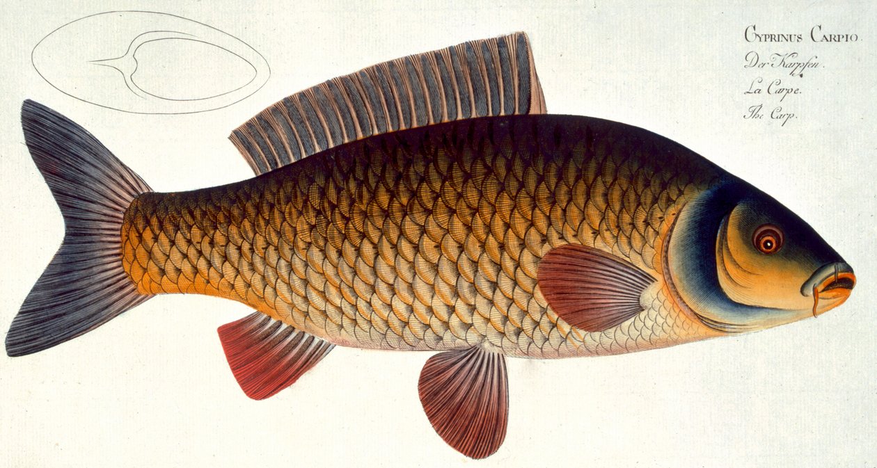 鯉（キプロスカルピオ）プレートXVI「魚類学、または魚の一般的および特定の自然史」、Marcus Elieser Bloch（1723-99）、Gabriel Bodenehr（1673-1766）により彫刻、出版 作： アンドリュー・ルートヴィヒ・クルーガー