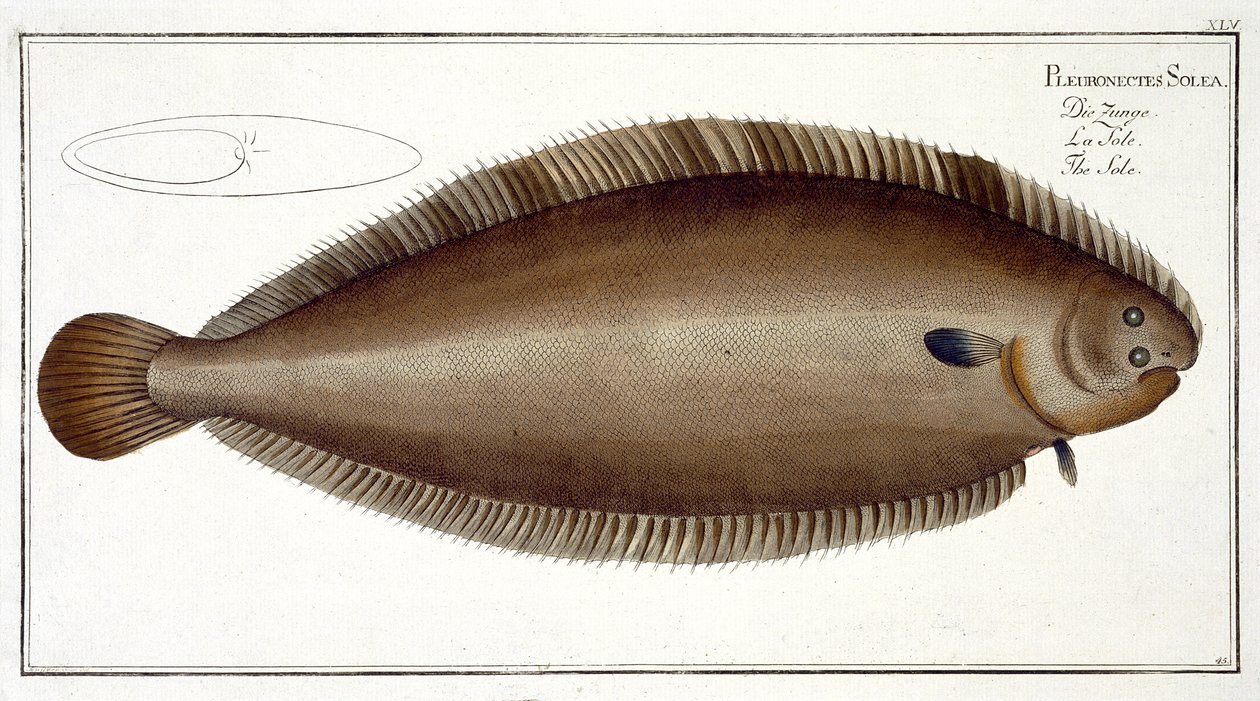 ドーバーソール（ソレアソレア）プレートXLV「魚類学、または魚の一般的および特定の自然史」から、Marcus Elieser Bloch（1723-99）、Gabriel Bodenehr（1673-1766）、publisによって彫刻 作： アンドリュー・ルートヴィヒ・クルーガー