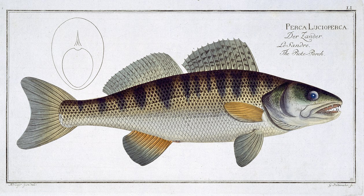 パイクパーチ（Perca lucioperca）プレートLI（魚類学、または魚の一般的および特定の自然史）から、Marcus Elieser Bloch（1723-99）、Gabriel Bodenehr（1673-1766）、pubによって彫刻 作： アンドリュー・ルートヴィヒ・クルーガー