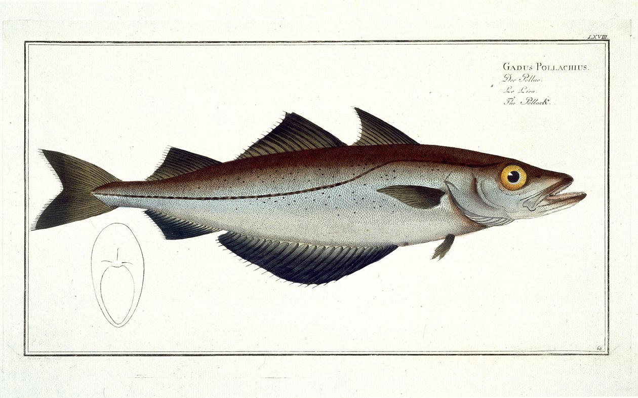 ガブリエルボデネール（1673-1766）によって彫刻された、マーカスエリサーブロック（1723-99）による「魚類学、または魚の一般的および特定の自然史」からのPollack（Pollachius pollachius）プレートLXVIII 作： アンドリュー・ルートヴィヒ・クルーガー