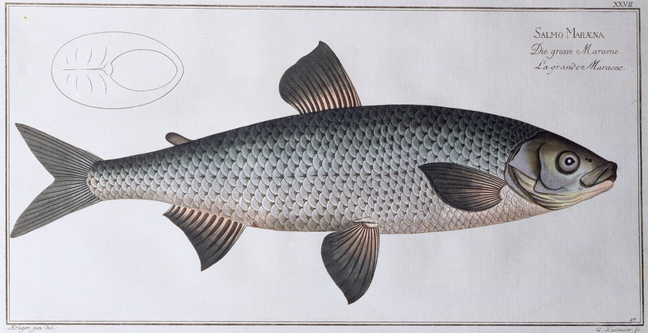 サーモン：パブ。ブラック、c.1790（印刷） 作： アンドリュー・ルートヴィヒ・クルーガー