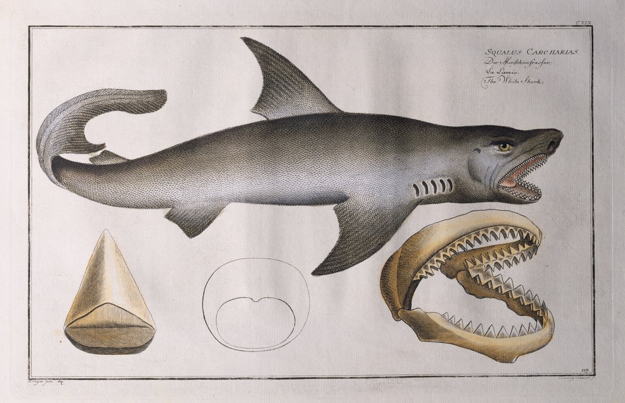 ホワイトシャーク：パブ。ブラック、1790年頃 作： アンドリュー・ルートヴィヒ・クルーガー